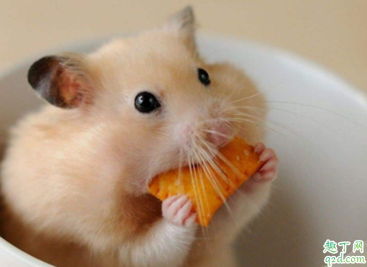 仓鼠饿了会吃自己的孩子吗仓鼠会吃同伴吗