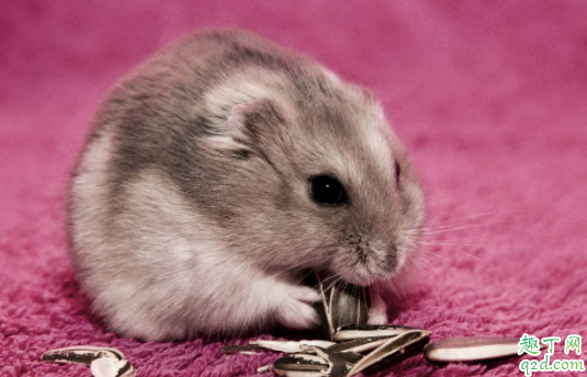 仓鼠饿了会吃自己的孩子吗仓鼠会吃同伴吗