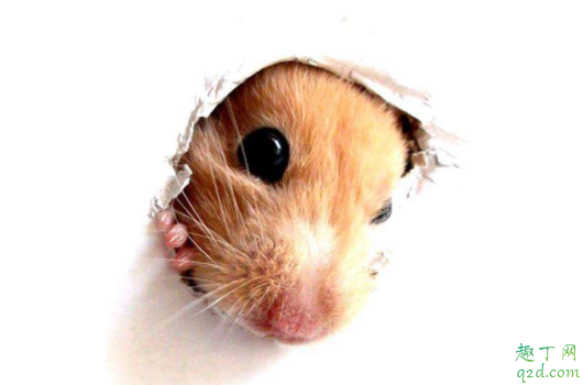 仓鼠饿了会吃自己的孩子吗仓鼠会吃同伴吗