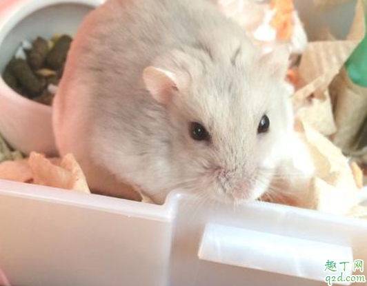 仓鼠饿了会吃自己的孩子吗仓鼠会吃同伴吗