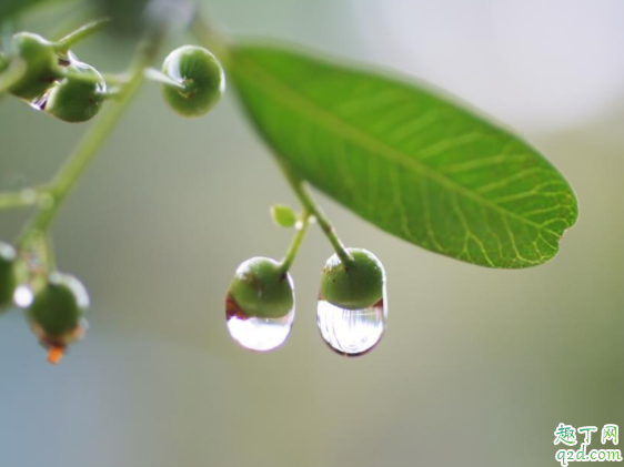 2020年哪天是雨水节气 2020的节气对应的日期