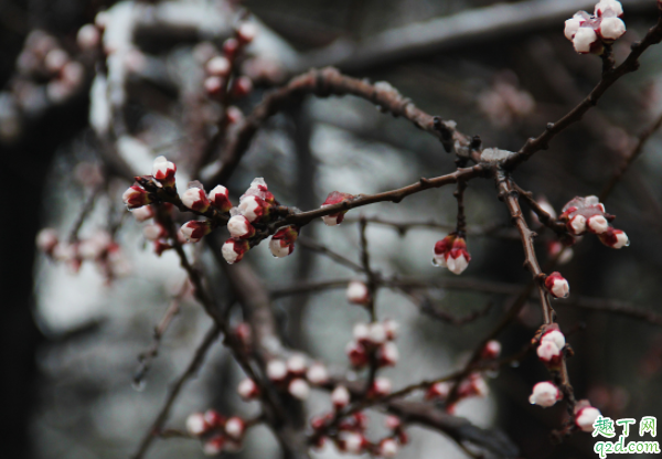 倒春寒一般在什么节气 雨水节气后可以浇小麦吗