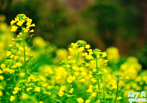 2020年3月21是什么节气 2020年3月21日宜结婚吗