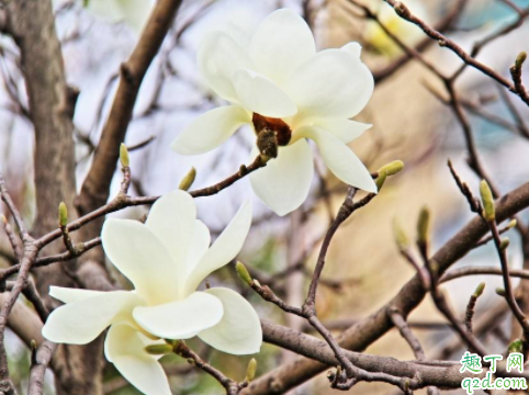 2020年3月21是什么节气 2020年3月21日宜结婚吗