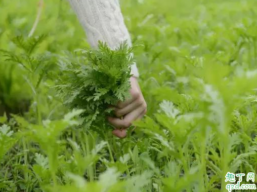 春分竖鸡蛋是生的还是熟的 春分竖鸡蛋有什么技巧