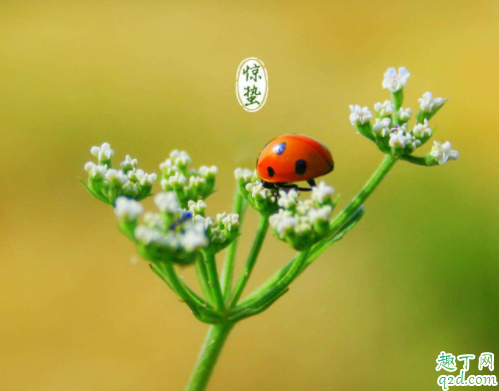 2020年几点几分惊蛰 2020年惊蛰适合结婚吗