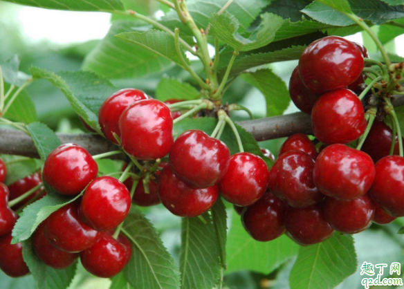 2020什么时间立夏 2020立夏有什么传统风俗