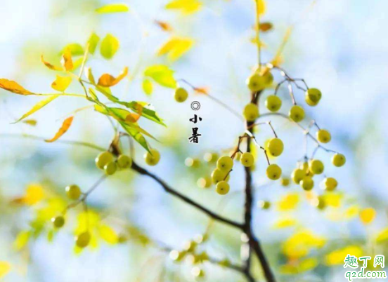 2020小暑适合结婚吗 2020小暑会下雨吗