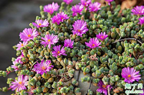 碧玉莲好养活吗 养碧玉莲哪些事项是要注意的