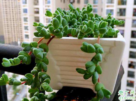 碧玉莲好养活吗 养碧玉莲哪些事项是要注意的