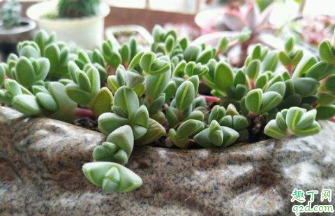 碧玉莲好养活吗 养碧玉莲哪些事项是要注意的