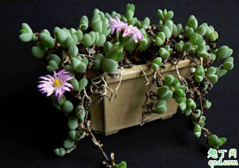 碧玉莲好养活吗 养碧玉莲哪些事项是要注意的