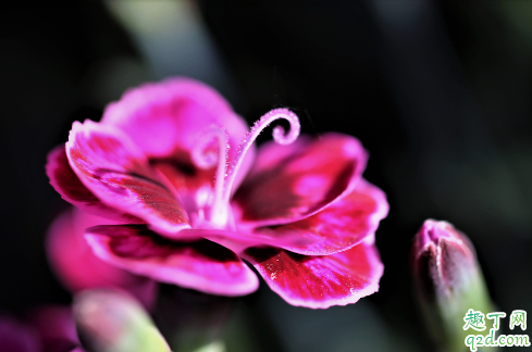 康乃馨是什么季节的花 康乃馨一年花开几次