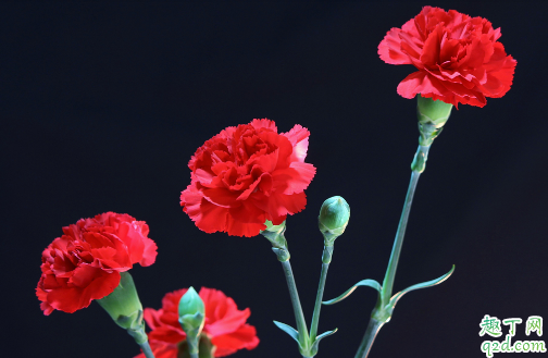 康乃馨是什么季节的花 康乃馨一年花开几次