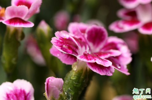 康乃馨是什么季节的花 康乃馨一年花开几次