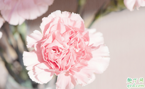 盆栽康乃馨好养吗 康乃馨怎样养长得旺盛