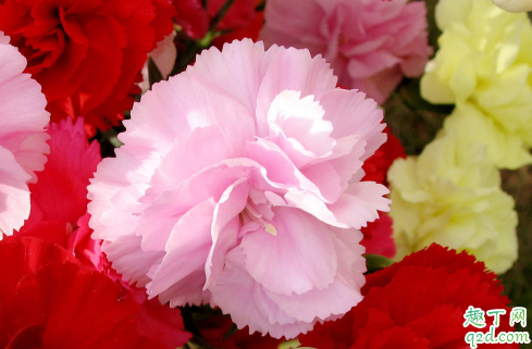 盆栽康乃馨好养吗 康乃馨怎样养长得旺盛