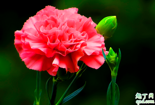 盆栽康乃馨好养吗 康乃馨怎样养长得旺盛