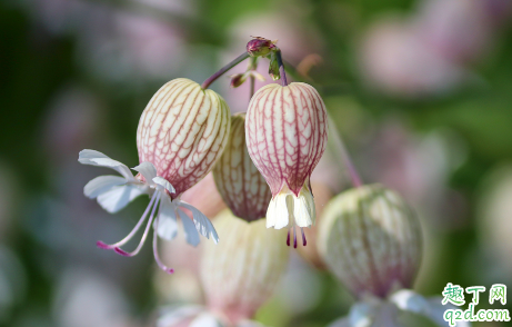 康乃馨冬天怕冻吗 康乃馨怎么样才能安全过冬