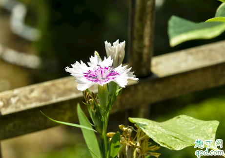 康乃馨冬天怕冻吗 康乃馨怎么样才能安全过冬