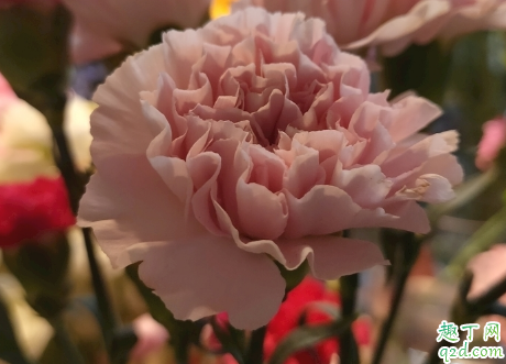 康乃馨冬天怕冻吗 康乃馨怎么样才能安全过冬