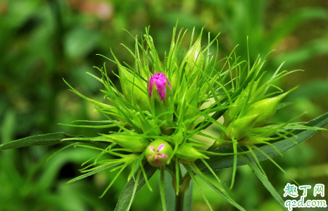 康乃馨冬天怕冻吗 康乃馨怎么样才能安全过冬