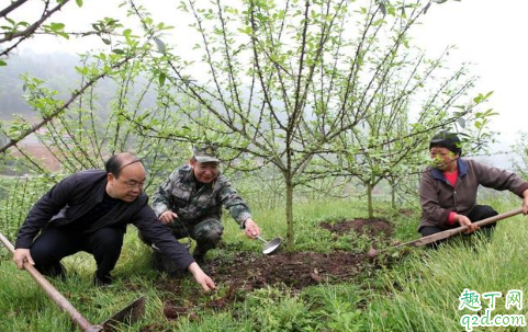 花椒树摘心应几月最佳 花椒树不旺盛是怎么回事