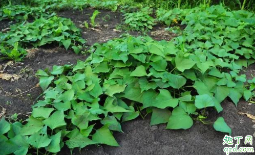 红薯翻藤到底好不好 红薯翻藤一般在几月份