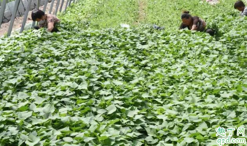 红薯翻藤到底好不好 红薯翻藤一般在几月份