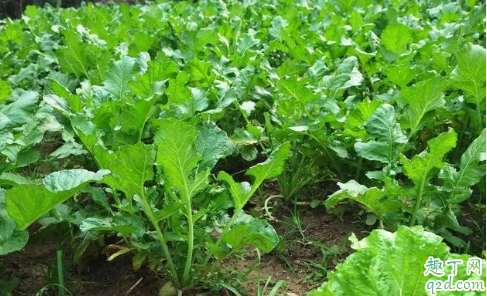 种萝卜放草木灰好吗 种萝卜一穴下几颗萝卜籽最好