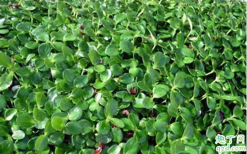 种萝卜放草木灰好吗 种萝卜一穴下几颗萝卜籽最好