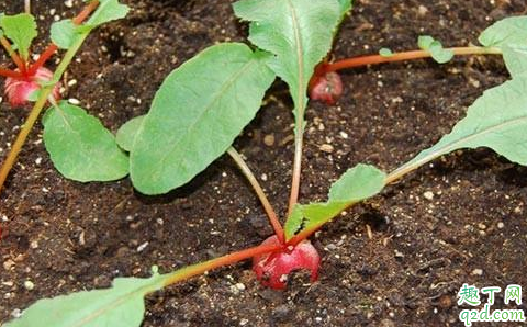 种萝卜放草木灰好吗 种萝卜一穴下几颗萝卜籽最好