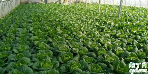 大白菜可以追尿素吗 大白菜高温干旱的防止措施有哪些