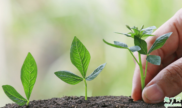 辣椒怎么追肥 朝天椒多少天追一次肥合适