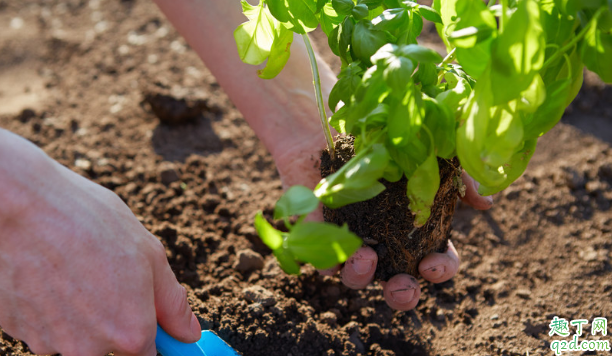 辣椒怎么追肥 朝天椒多少天追一次肥合适