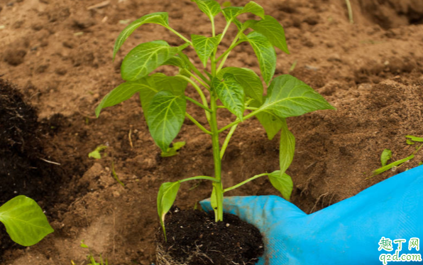 辣椒怎么追肥 朝天椒多少天追一次肥合适