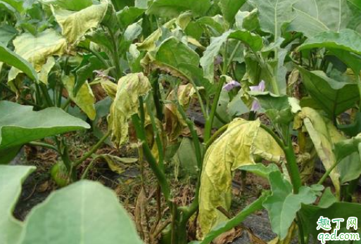 什么是茄子黄萎病 如何预防黄蒌病