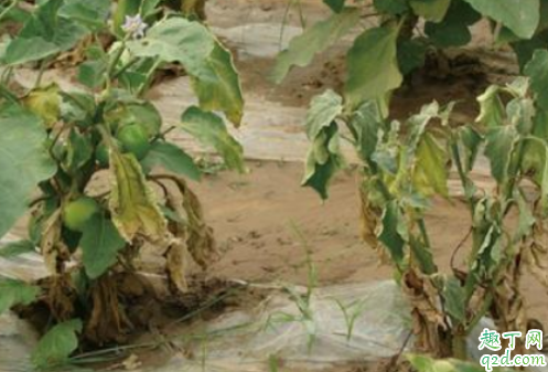什么是茄子黄萎病 如何预防黄蒌病