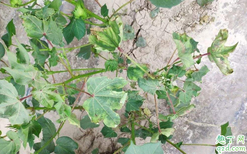 什么是茄子黄萎病 如何预防黄蒌病