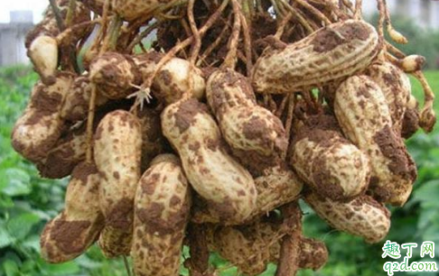 花生倒青是怎么回事 怎么看花生熟没熟