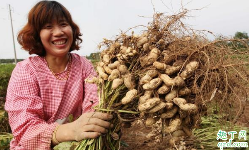 花生倒青是怎么回事 怎么看花生熟没熟