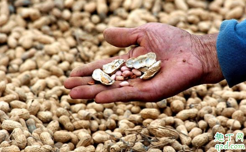 花生倒青是怎么回事 怎么看花生熟没熟