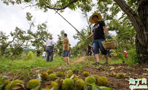 什么时候打板栗最合适 打板栗的注意事项有哪些