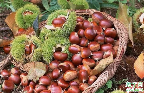 什么时候打板栗最合适 打板栗的注意事项有哪些