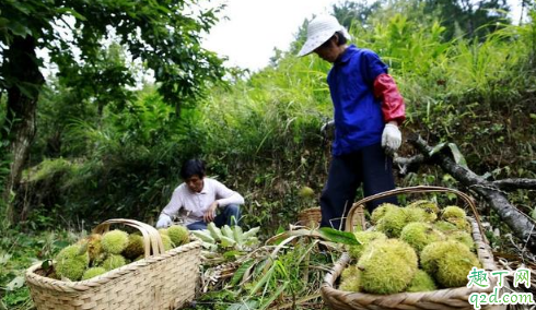 什么时候打板栗最合适 打板栗的注意事项有哪些