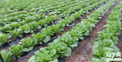 对白菜喷黑醋还是白醋 白菜喷醋的技巧和注意事项