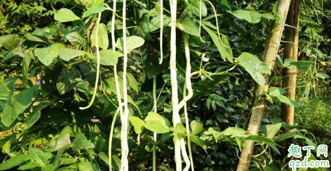 大葱是白露收好还是秋分收好 2019秋分适合种植的蔬菜推荐