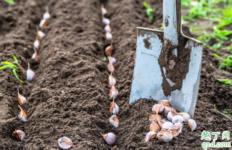 种大蒜为什么要盖稻草 种大蒜盖稻草还是用地膜