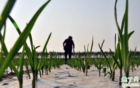 种大蒜为什么要盖稻草 种大蒜盖稻草还是用地膜
