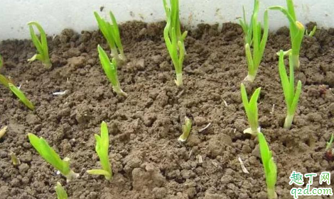 种大蒜为什么要盖稻草 种大蒜盖稻草还是用地膜